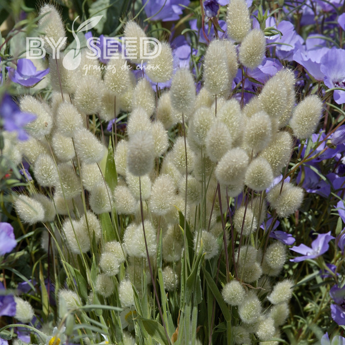 Lagurus ou Queue-de-Lièvre Bunny Tails