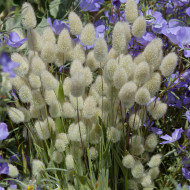 Lagurus ou Queue-de-Lièvre Bunny Tails