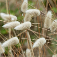 Lagurus ou Queue-de-Lièvre Bunny Tails