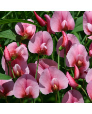 Lavande Hidcote