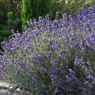 Lavande Hidcote