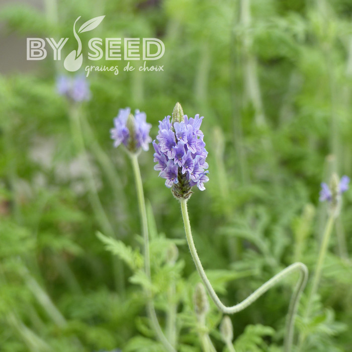 Lavande multifida Spanish Eyes ou Oregano