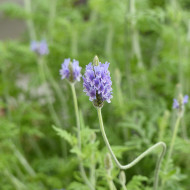 Lavande multifida Spanish Eyes ou Oregano