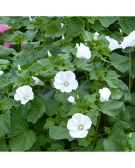 Lavatère annuelle Loveliness rose BIO
