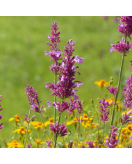 Agastache aurantiaca Fragrant Carpet Mix