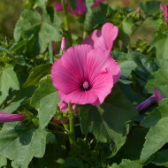 Lavatère annuelle Ruby Regis