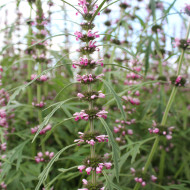 Leonurus sibiricus