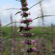 Leonurus sibiricus