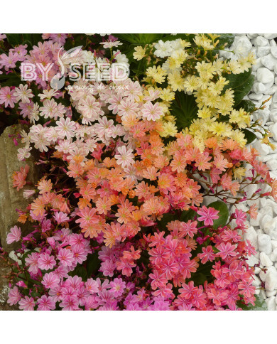 Lewisia Elise Mix