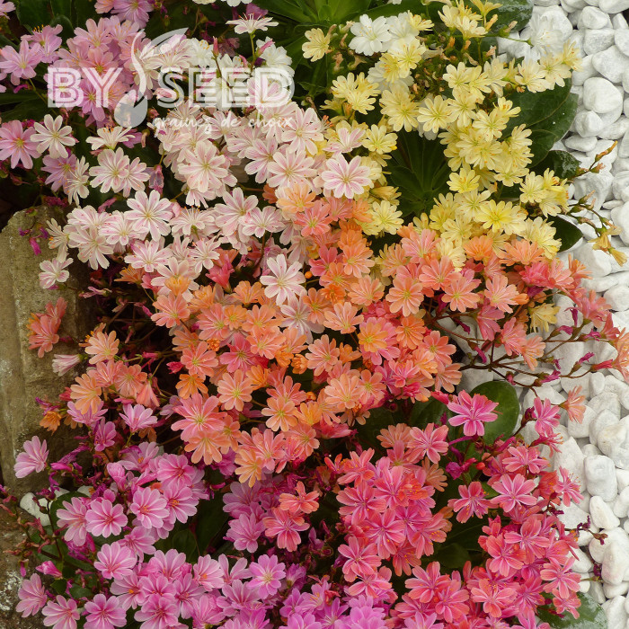 Lewisia Elise Mix