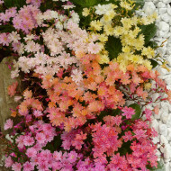 Lewisia Elise Mix