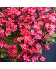 Lewisia Elise Mix