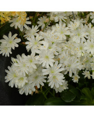 Lewisia Elise Ultra Violet