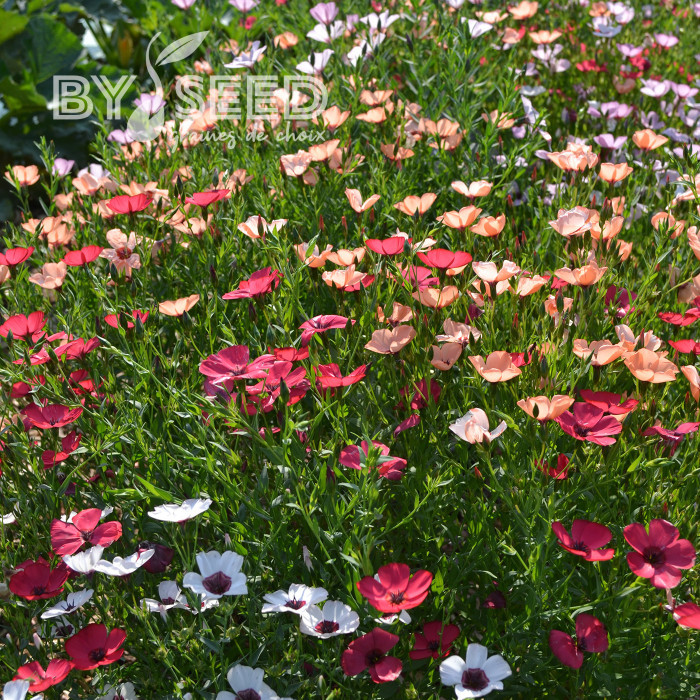 Lin annuel Charmer Mix
