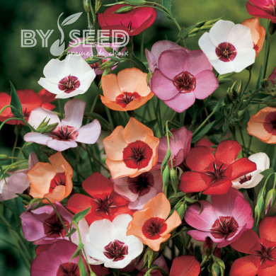 Lin annuel Charmer Mix