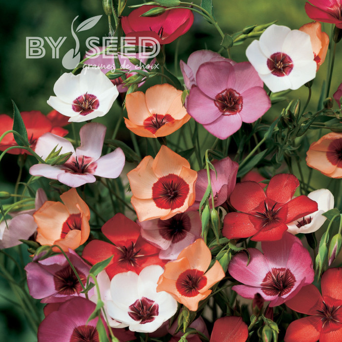 Lin annuel Charmer Mix