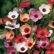 Lin annuel Charmer Mix