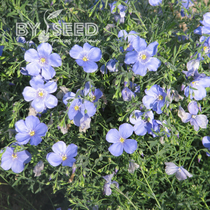 Lin vivace nain Saphir bleu