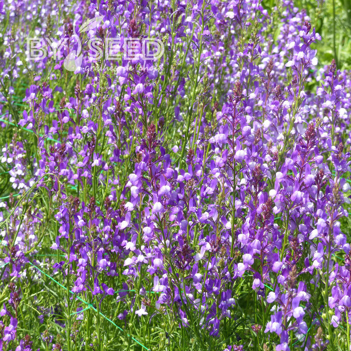 Linaire du Maroc Licilia Azure - Linaria maroccana