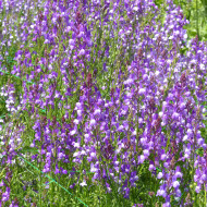 Linaire du Maroc Licilia Azure - Linaria maroccana