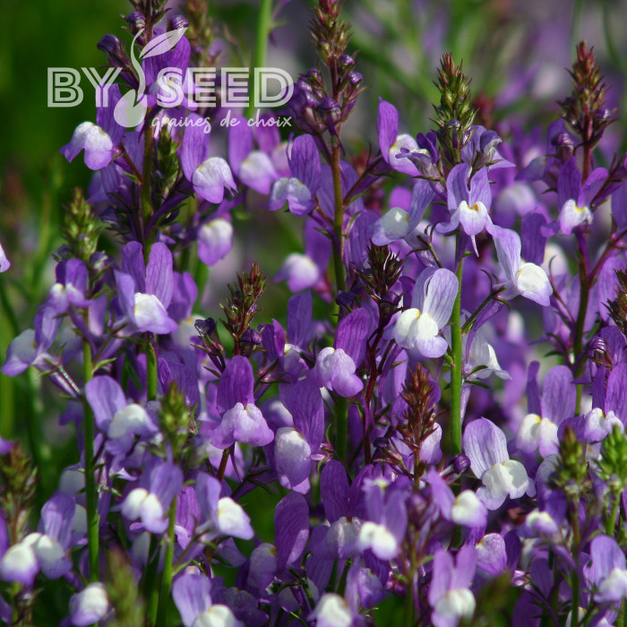 Linaire du Maroc Licilia Azure - Linaria maroccana