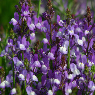 Linaire du Maroc Licilia Azure - Linaria maroccana