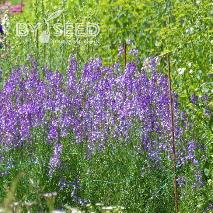 Linaire du Maroc Licilia Azure - Linaria maroccana