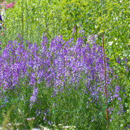 Linaire du Maroc Licilia Azure - Linaria maroccana