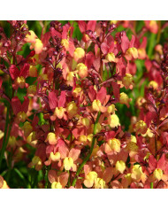 Linaire pourpre Canon J. Went - Linaria purpurea