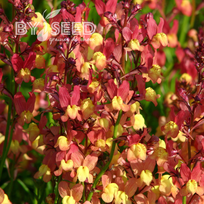 Linaire du Maroc Licilia Peach - Linaria maroccana