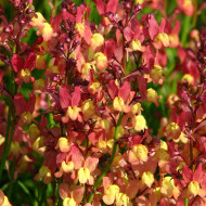 Linaire du Maroc Licilia Peach - Linaria maroccana