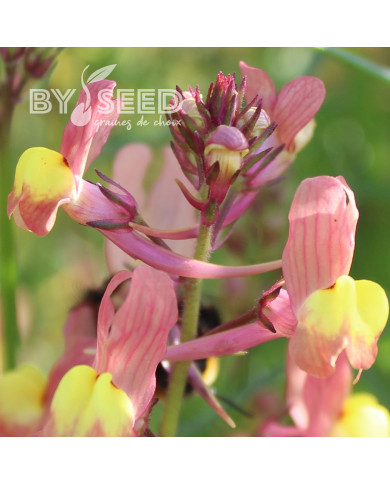 Linaire du Maroc Licilia Peach - Linaria maroccana