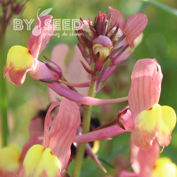 Linaire du Maroc Licilia Peach - Linaria maroccana