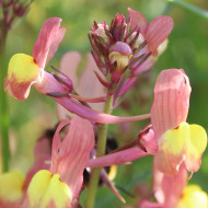 Linaire du Maroc Licilia Peach - Linaria maroccana