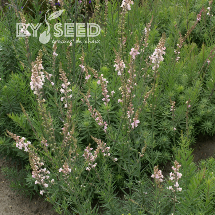 Linaire pourpre Canon J. Went - Linaria purpurea