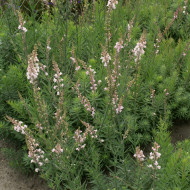 Linaire pourpre Canon J. Went - Linaria purpurea