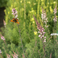 Linaire pourpre Canon J. Went - Linaria purpurea