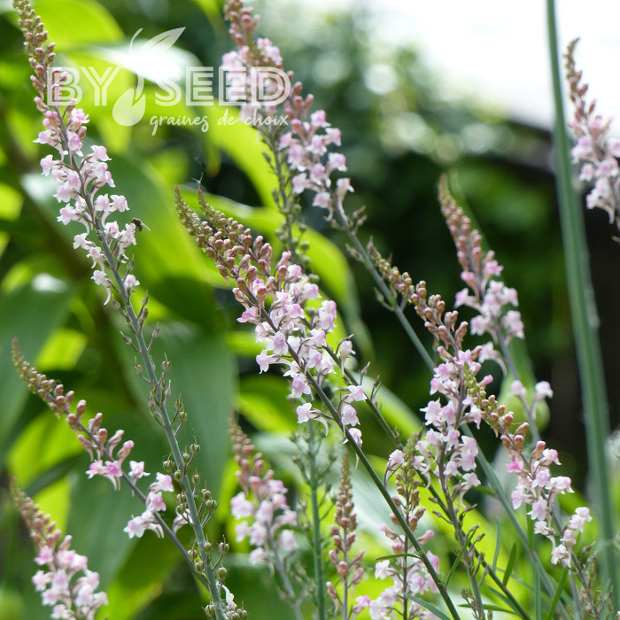 Linaire pourpre Canon J. Went - Linaria purpurea