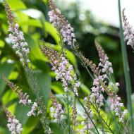 Linaire pourpre Canon J. Went - Linaria purpurea