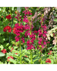 Lobelia Fan Scarlet (graines enrobées)