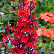 Lobelia Fan Scarlet (graines enrobées)