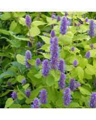 Agastache hyb. Arcado Pink