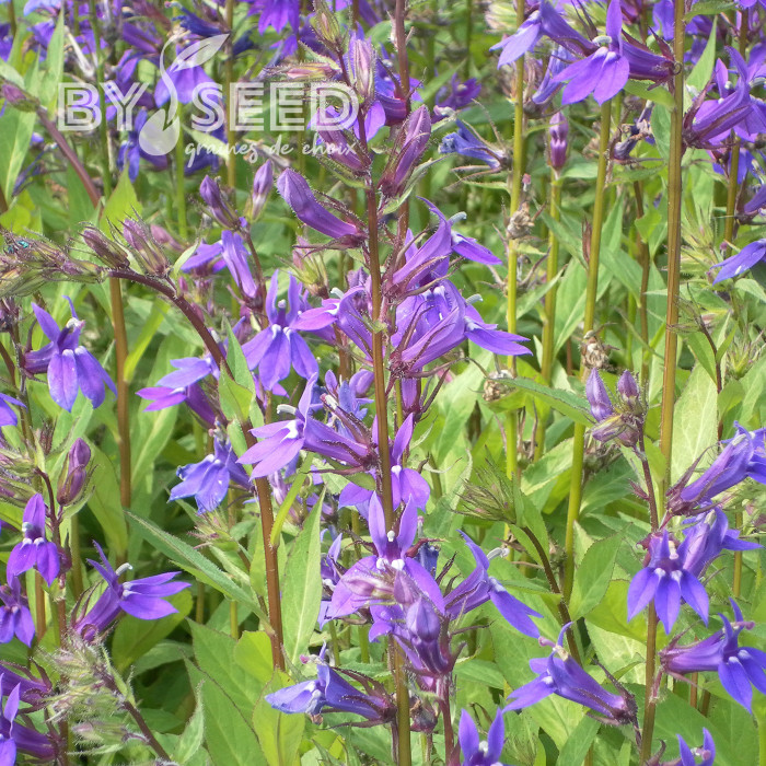 Lobelia x gerardii Vedrariensis