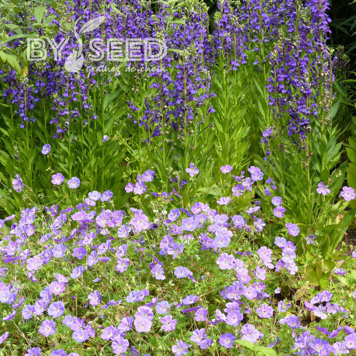 Lobelia x gerardii Vedrariensis