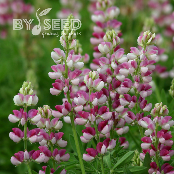 Lupin annuel de Hartweg Avalune Red-White
