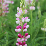 Lupin annuel de Hartweg Avalune Red-White