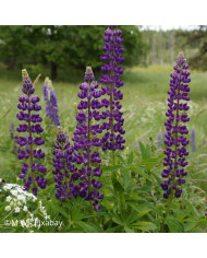 Lupin annuel de Hartweg Avalune Red-White