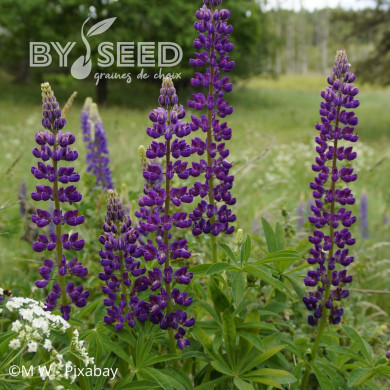 Lupin vivace - Lupinus perennis