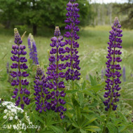 Lupin vivace - Lupinus perennis
