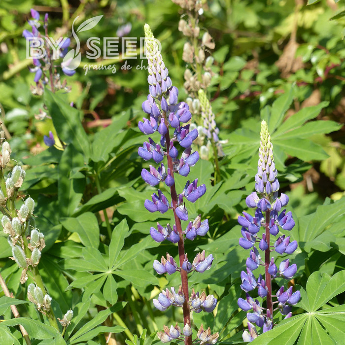 Lupin vivace - Lupinus perennis